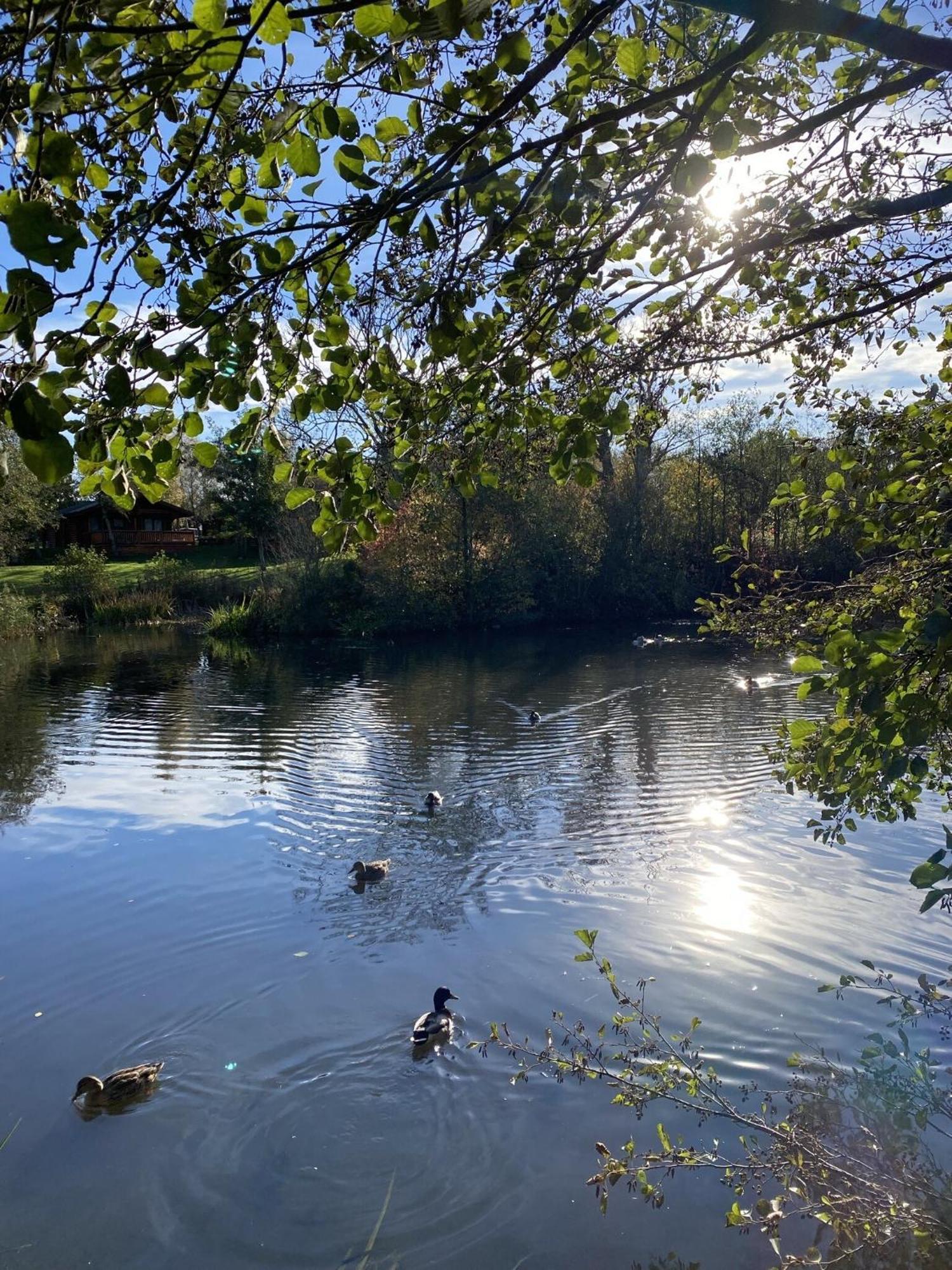 Hazel Oaks, Beautiful Lodge With Hot Tub - Sleeps 6 - Felmoor Park Morpeth Eksteriør billede